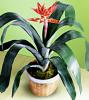 Kwiat doniczkowy z rodziny Bromelii