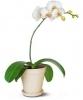 Kwiaty doniczkowe Orchidea