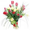 Bukiet z pięknych tulipanów